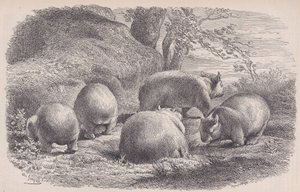 Le Wombat, du Magasin Pittoresque, ca. 1852 - Charles Emile Jacque