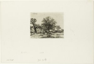 Arbres et vaches près d