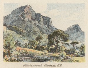 Afrique du Sud : Jardins de Kirstenbosch, CP - Charles Ernest Peers