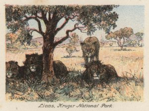 Afrique du Sud : Lions, Parc national Kruger
