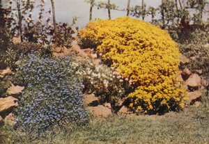 Un Mur de Rocaille, Aubriétia, Hélianthème, Alysse Jaune
