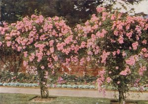 Rosier Grimpant Lady Godiva