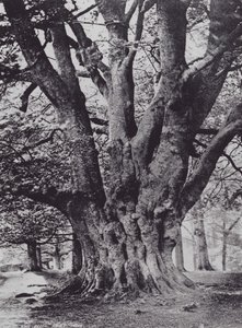 Hêtre royal, parc de Knole - Charles Essenhigh Corke