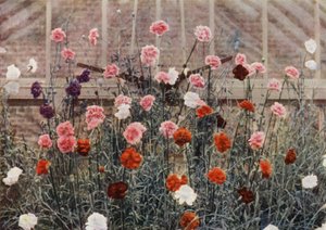 Œillets Fleurissant en Perpétuité