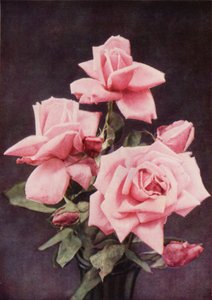 Rose Lady Ashtown - Charles Essenhigh Corke