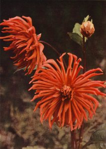Le Dahlia Cactus "Brisbane" - Charles Essenhigh Corke