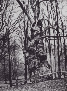Le Vieux Chêne, Knole Park (photo n/b) - Charles Essenhigh Corke
