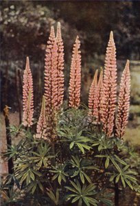 Le Lupin Rose