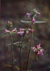 Fleurs sauvages : Bétoine - Charles Essenhigh Corke