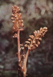 Fleurs sauvages : Orchis nid d