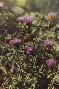 Fleurs sauvages : Centaurée noire