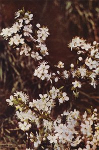 Fleurs sauvages : Prunellier - Charles Essenhigh Corke