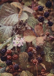 Fleurs sauvages : Ronce