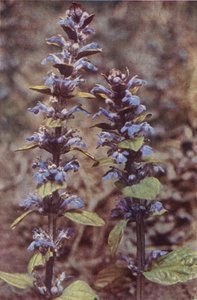Fleurs sauvages : Bugle