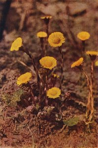 Fleurs sauvages : Tussilage - Charles Essenhigh Corke
