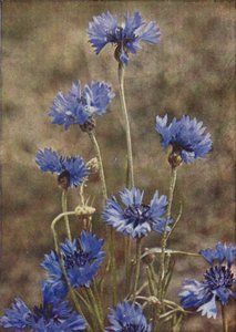 Fleurs sauvages : Bleuet - Charles Essenhigh Corke