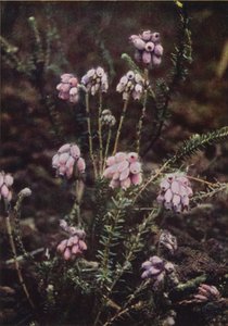 Fleurs sauvages : Bruyère à Quatre Angles