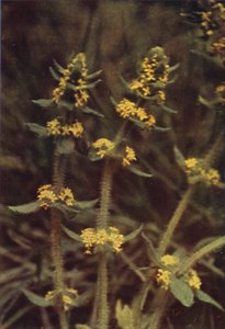 Fleurs sauvages : Croix de mai - Charles Essenhigh Corke