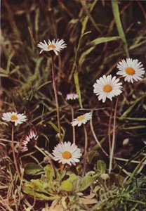 Fleurs sauvages : Marguerite - Charles Essenhigh Corke
