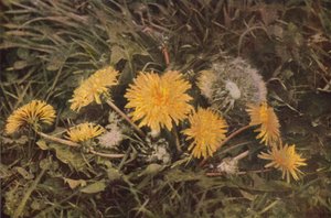 Fleurs sauvages : Pissenlit - Charles Essenhigh Corke
