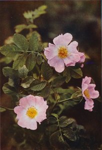 Fleurs sauvages : Églantier