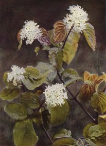 Fleurs Sauvages : Cornouiller - Charles Essenhigh Corke
