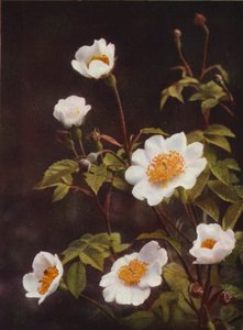 Fleurs sauvages : Églantier des champs