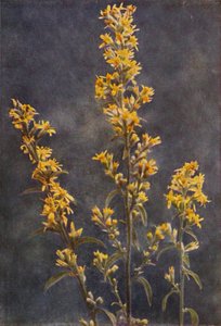 Fleurs sauvages : Verge d