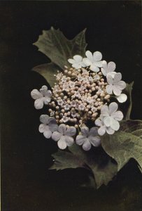 Fleurs sauvages : Viorne obier - Charles Essenhigh Corke