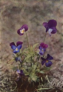 Fleurs sauvages : Pensée sauvage - Charles Essenhigh Corke