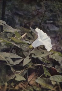 Fleurs sauvages : Liseron des haies