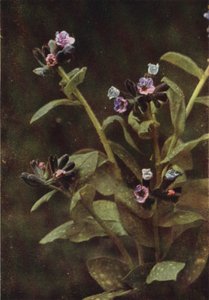 Fleurs sauvages : Pulmonaire (photo couleur) - Charles Essenhigh Corke