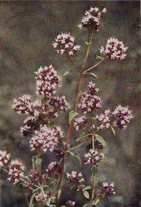 Fleurs sauvages : Marjolaine