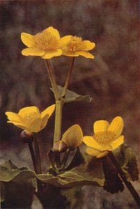 Fleurs sauvages : Populage des marais - Charles Essenhigh Corke