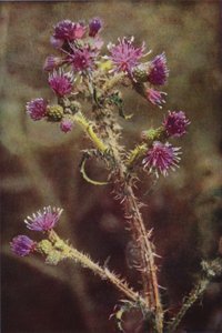 Fleurs Sauvages : Chardon des Marais - Charles Essenhigh Corke