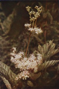 Fleurs sauvages : Reine-des-prés - Charles Essenhigh Corke