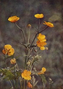 Fleurs Sauvages : Bouton d