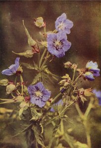 Fleurs sauvages : Géranium des Prés