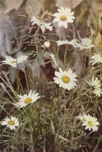 Fleurs sauvages : Marguerite - Charles Essenhigh Corke