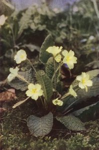 Fleurs sauvages : Primevère - Charles Essenhigh Corke