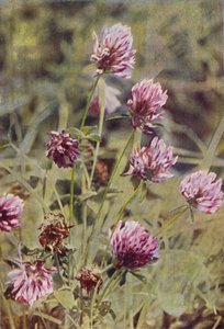Fleurs Sauvages : Trèfle Rouge