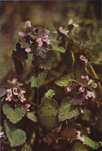 Fleurs sauvages : Lamier pourpre