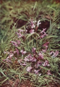 Fleurs sauvages : Rhinanthe crête-de-coq