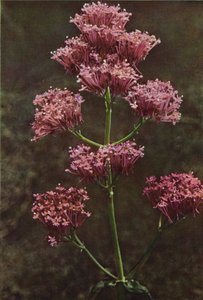 Fleurs sauvages : Valériane Rouge - Charles Essenhigh Corke