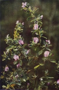 Fleurs Sauvages : Bugrane - Charles Essenhigh Corke