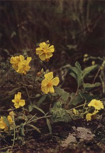 Fleurs sauvages : Hélianthème - Charles Essenhigh Corke