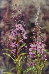 Fleurs sauvages : Épilobe en Épi - Charles Essenhigh Corke