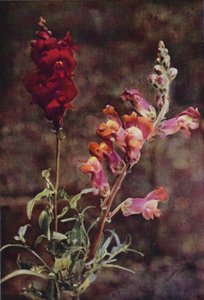 Fleurs sauvages : Gueule-de-loup