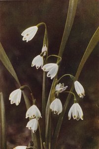 Fleurs sauvages : Perce-neige