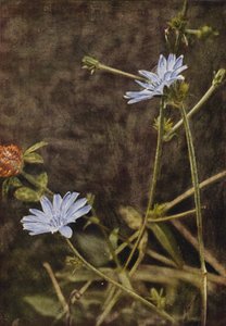 Fleurs sauvages : Chicorée - Charles Essenhigh Corke